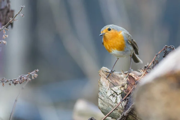 自然の中で美しいロビンの鳥の風景 — ストック写真