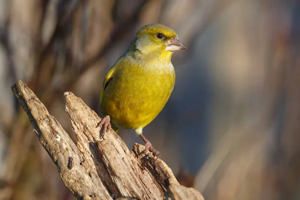 Vue Panoramique Magnifique Oiseau Pinson Mignon — Photo