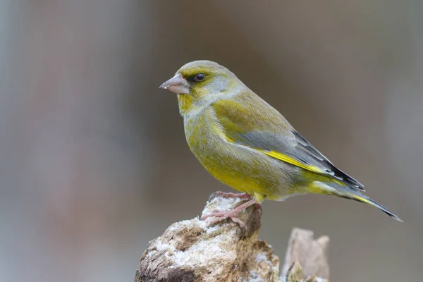 Malerischer Blick Auf Schöne Süße Finkenvogel — Stockfoto