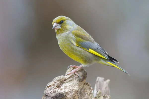 Vacker Utsikt Över Vackra Söta Fink Fågel — Stockfoto