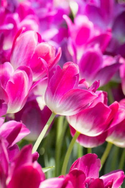 Prachtig Boeket Tulpen Kleurrijke Tulpen Natuur Achtergrond — Stockfoto