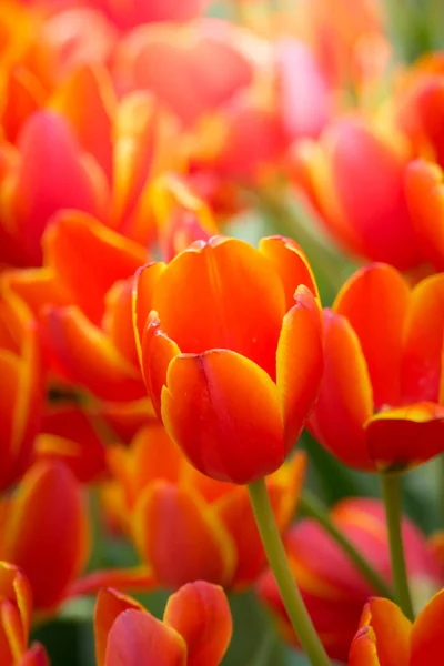 Belo Buquê Tulipas Tulipas Coloridas Fundo Natureza — Fotografia de Stock