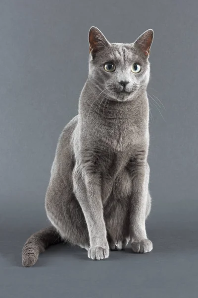 Чистокровна Кішка Російська Блакитна Вік Місяців — стокове фото