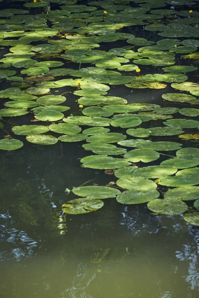 緑の湖に睡蓮の葉を反射して — ストック写真