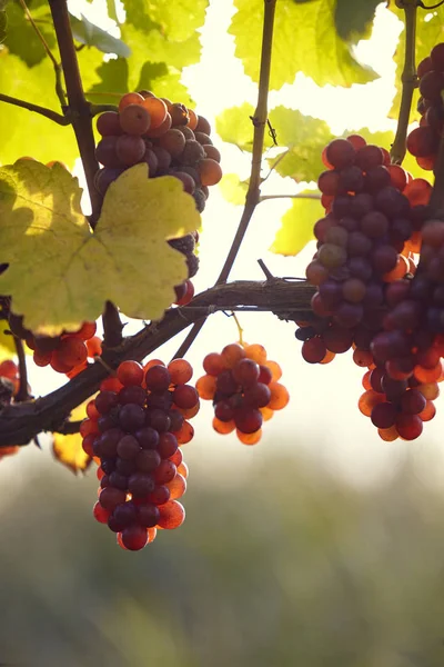 Trauben Weinstock Kaisderstuhl Herbst Mit Sonne — Stockfoto