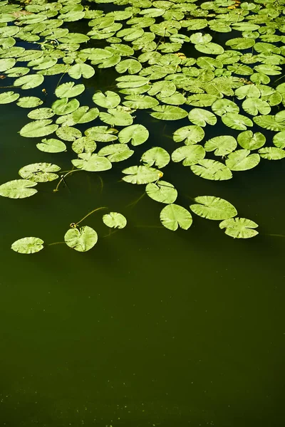 緑の湖に咲く睡蓮の葉 — ストック写真