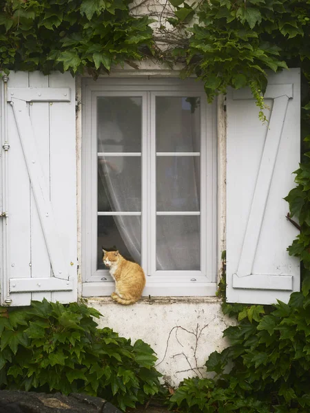 Cat Sits Waits Wall Front Window Looks Back Camera — Stock Photo, Image