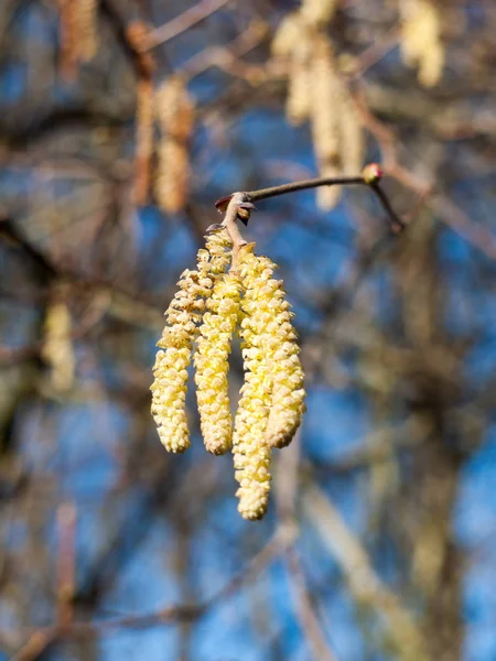 Lkbaharda Çıplak Ağaç Gökyüzünde Asılı Duran Güzel Catkins Dizisi — Stok fotoğraf