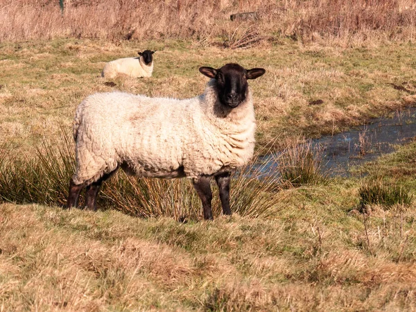 Nahaufnahme Von Schafen Auf Der Weide Fressen Gras Feld Sommer — Stockfoto