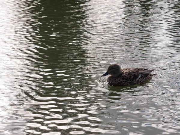Close Portrait Female Brown Mallard Duck Wading Water Surface Ripples — Stock Photo, Image