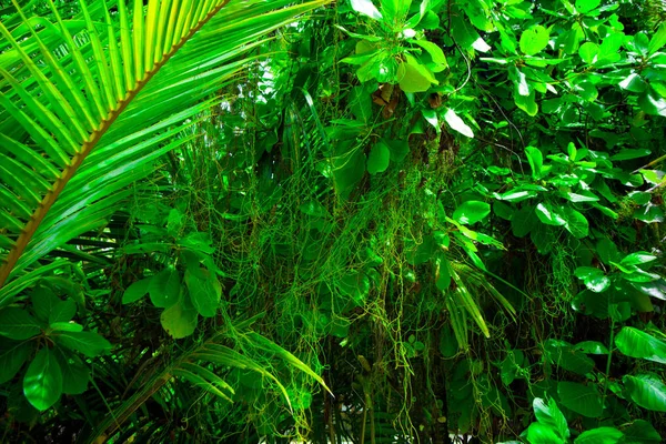 Semesterparadis Stranden — Stockfoto