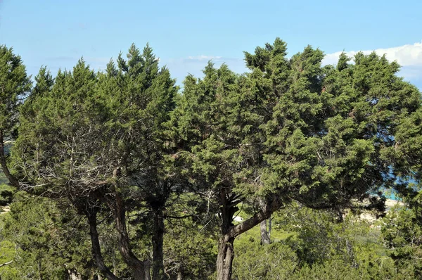 Grupo Árvores Formentera — Fotografia de Stock