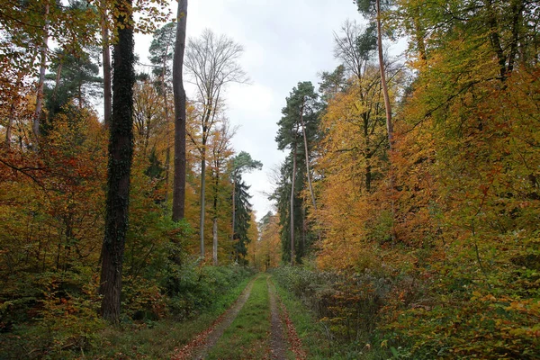 Waldweg Pfälzerwald — Stockfoto