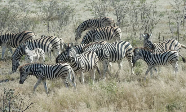 Zèbre Dans Parc National Etosha — Photo