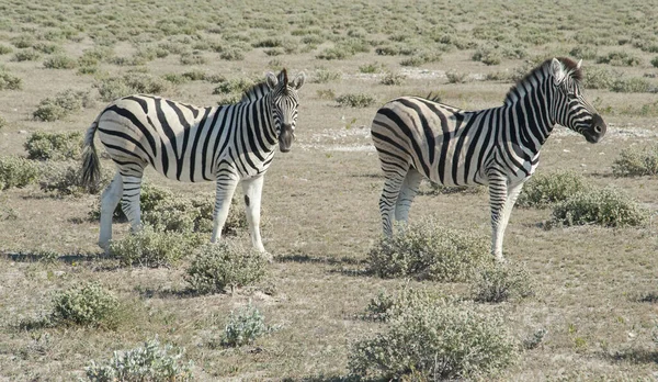 Zebra Nel Parco Nazionale Etosha — Foto Stock