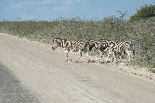 Zebra Parque Nacional Etosha — Fotografia de Stock