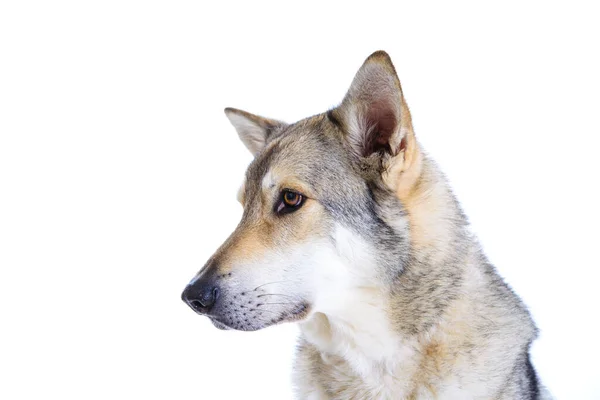 Wolfhound Frente Fondo Blanco —  Fotos de Stock