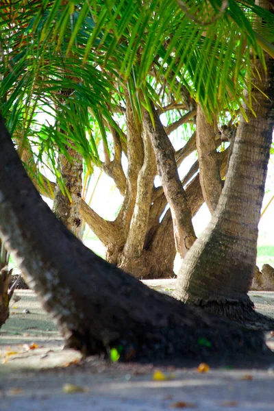 Malediwy Liście Drzew Tropikalnych — Zdjęcie stockowe