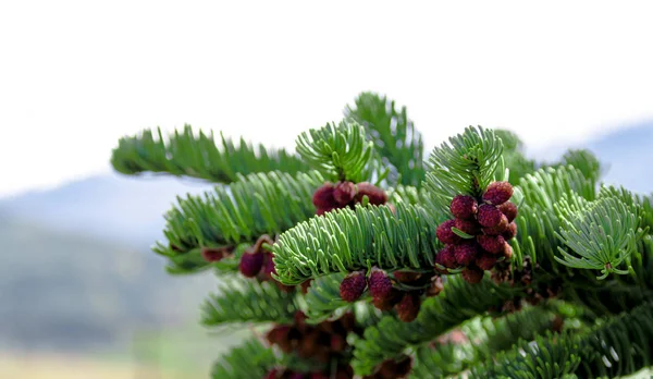 Pine Cones Tree Flora — Stock Photo, Image