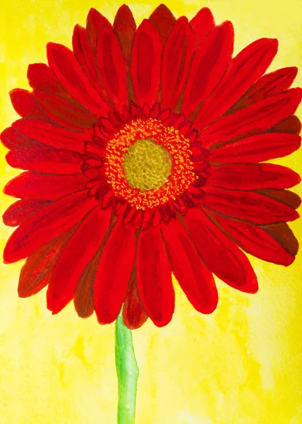 Röd Gerbera Blomma Gul Bakgrund Akvarell Målning — Stockfoto