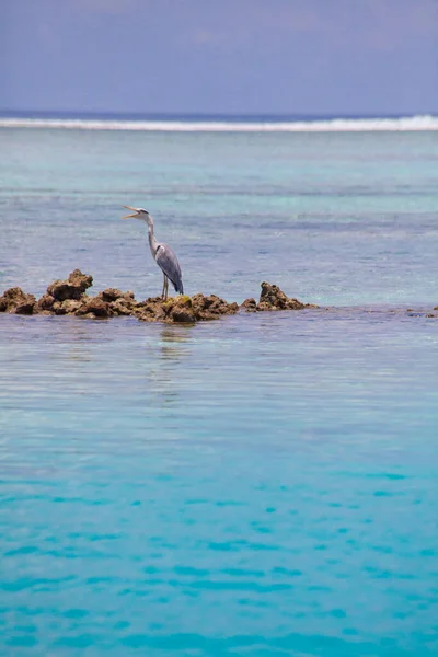 Nyaralás Paradicsom Strandon — Stock Fotó