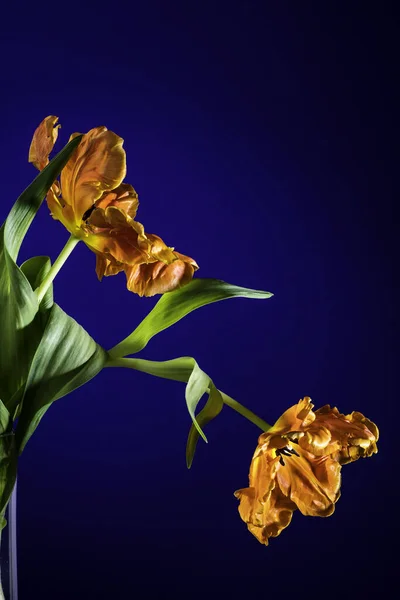 Blick Die Blüte Einer Gelb Orange Geflammten Papageientulpe Mit Staubgefäßen — Stockfoto