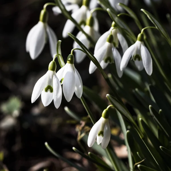 Buquê Gotas Neve Jardim — Fotografia de Stock