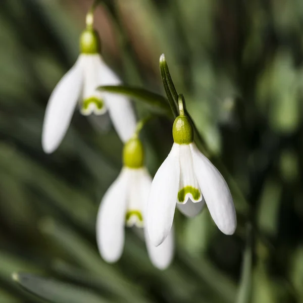 Drei Blumen Von Schneeglöckchen Garten — Stockfoto