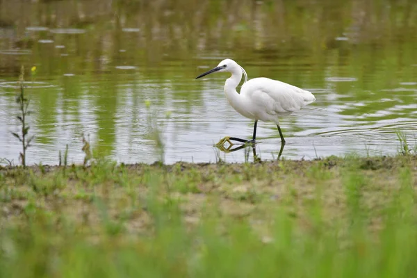 Malerischer Blick Auf Reiher Vögel Der Natur — Stockfoto