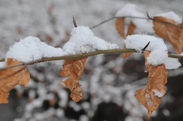 Zweig Mit Blättern Winter — Stockfoto