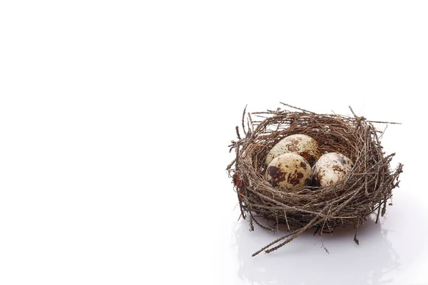 Kwarteleieren Een Echt Nest Een Witte Achtergrond Met Kopieerruimte — Stockfoto