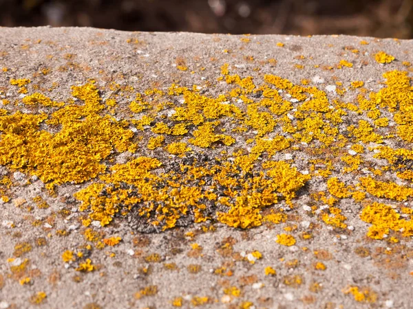 Close Yellow Moss Grey Sea Wall Walkway — Stock fotografie