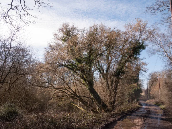 Modderig Pad Door Platteland Voorjaar Landbouwgrond Tracks Bomen — Stockfoto