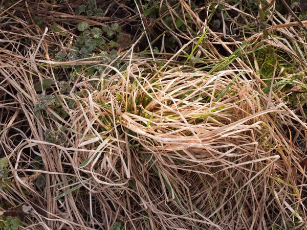 Nahaufnahme Eines Büschels Gelben Grases Auf Dem Boden Draußen — Stockfoto