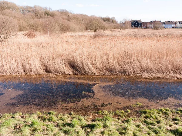 Van Dichtbij Zicht Riet Buiten Groeiend Moerasgebied Natuurgebied — Stockfoto