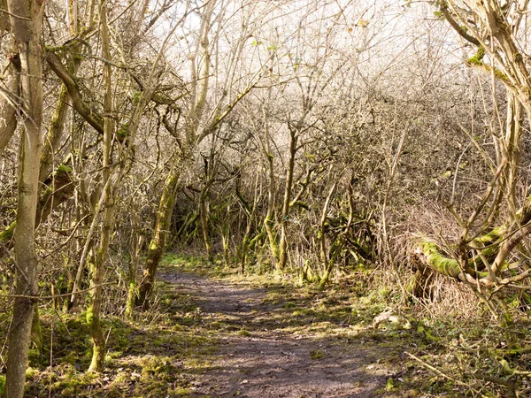 Licht Durchbohrt Hohlraum Von Ästen Feldweg — Stockfoto