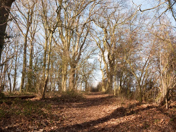 Path Autumn Winter Spring Forest Sunny Light Bare Bark Trees — Stock Photo, Image