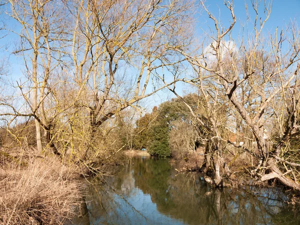 Kleiner Fließender Fluss Durch Die Landschaft Frühling Kahle Bäume Äste — Stockfoto