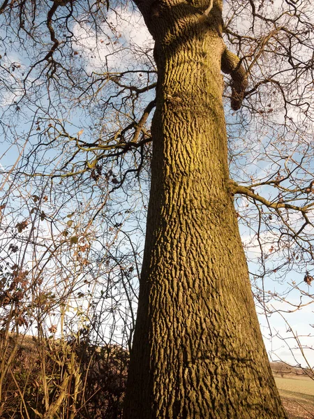 Große Ansicht Der Aufsteigenden Rinde Des Baumstammes Blick Hoch — Stockfoto