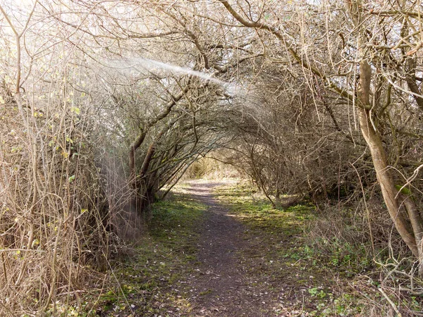 Light Piercing Holloway Branches Country Track Path — Stock Photo, Image
