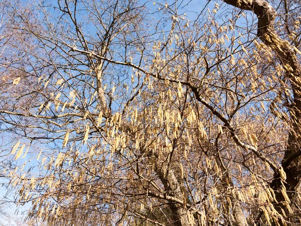 Вид Висящих Котов Дереве Весной Красивый — стоковое фото