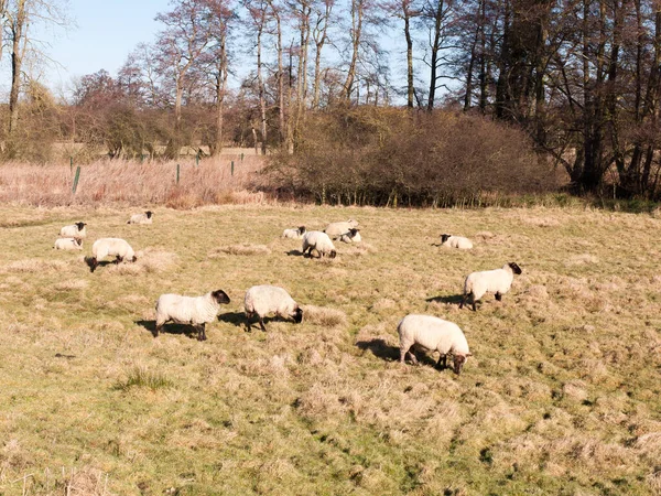 Yaz Mevsiminde Otlayan Koyunlara Yakın Otlaklar — Stok fotoğraf