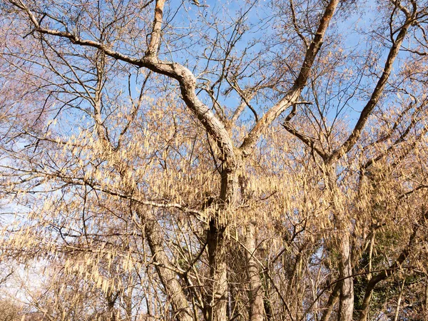 春天里把猫挂在树上的美景 — 图库照片