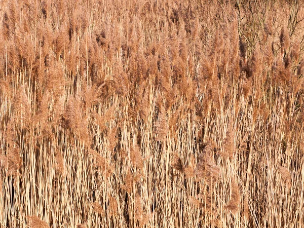 Fondo Cañas Hierba Dorada Naturaleza Vegetal Fondo Pantalla —  Fotos de Stock