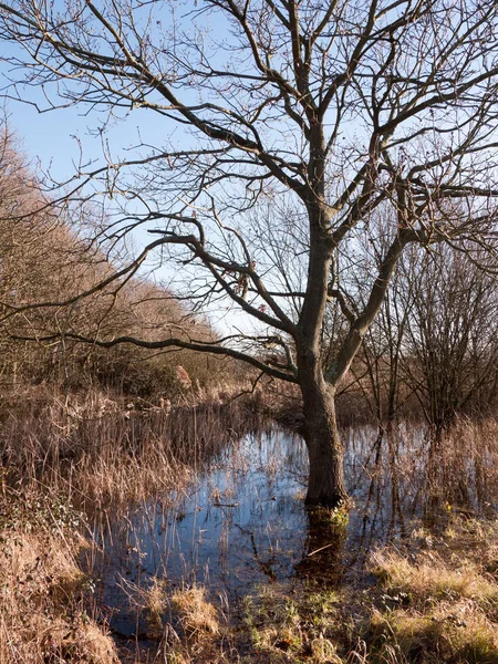 Close Shot Van Schors Kale Boom Zwembad Van Water Gras — Stockfoto