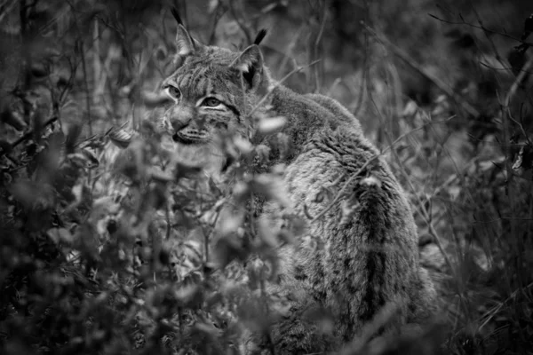 Lince Animal Salvaje Naturaleza —  Fotos de Stock