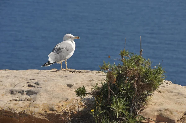 Gabbiano Sulla Costa Punta Ruda Formentera — Foto Stock