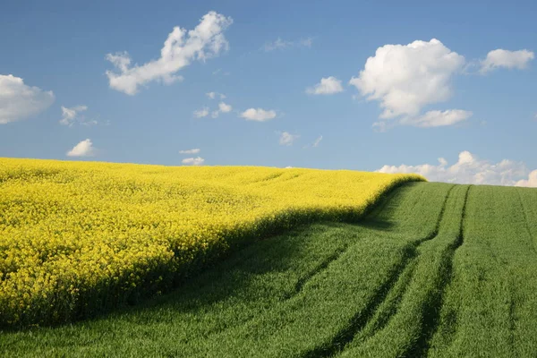 Rapsfält Raps Fält Åkrar Odenwald Lantbruk Bio Alternativ Alternativ Energi — Stockfoto