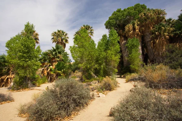 Palmiers Cottonwood Springs Dans Parc National Joshua Tree Californie Aux — Photo