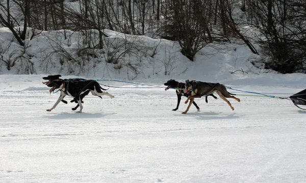 Σκύλος Huskies Husky Πολικά Σκυλιά Τρέξιμο Έλκηθρο Αγωνιστικά Σκυλιών Χειμώνας — Φωτογραφία Αρχείου
